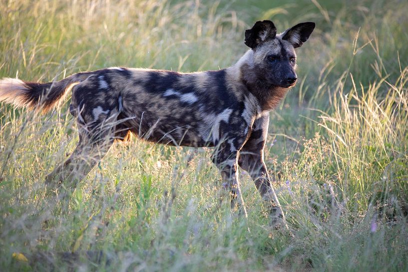 Wild dog in the evening sun by Britta Kärcher