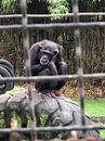 Chimpansees van tania mol thumbnail