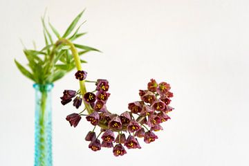 lila Blume in türkisfarbener Vase von Jeannette Kliebisch