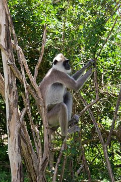 Affe sitzt auf einem Baum von Manon van Rijn