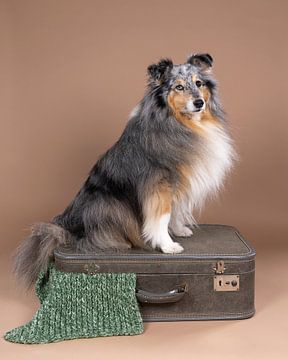 Schattige Australische herdershond zittend op een koffer van Leoniek van der Vliet