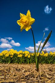 De narcis van Albert Lamme