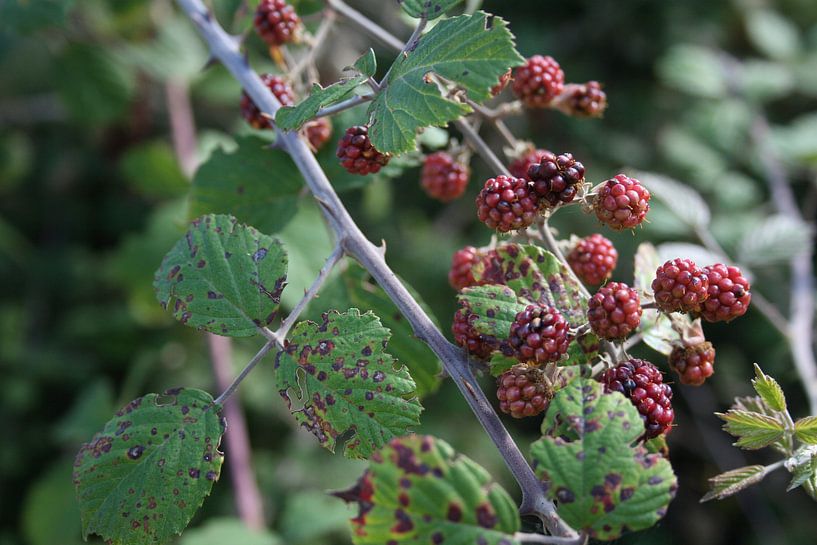 Blackberries by Floortje Mink