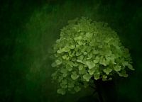 Hortensie