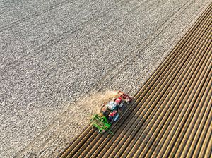 Tractor planting seed potatoes in a field during springtime
