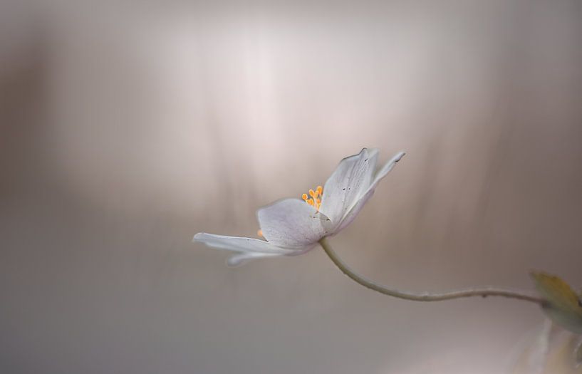 Bosannemoon in het ochtenicht. van natascha verbij