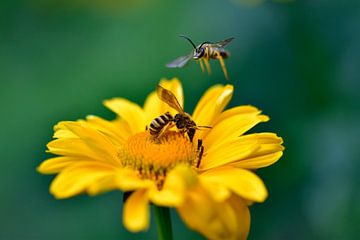 sitzende und fliegende Wespe - Gartensonnenauge von Juergen Braun