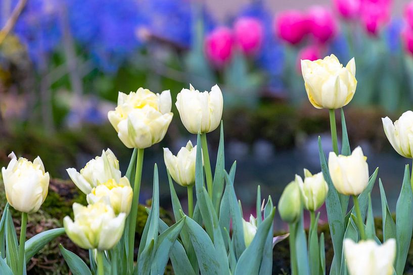 White Fosteriana tulips Sweetheart by Dieter Meyer