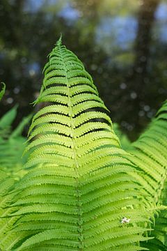 Green fern leaves and reflection in the lake 2 by Heidemuellerin