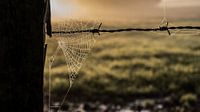 Spider's web at sunrise