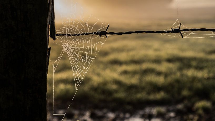 Spider's web at sunrise by Tim Briers