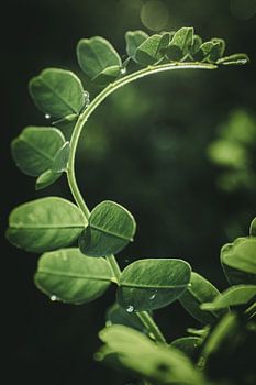 Rond gebogen tak in de zon