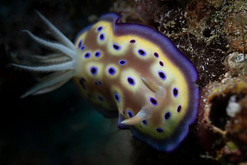 Sea snail @ Komodo, Indonesia