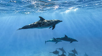 Delfinschule im blauen Wasser – Spinnerdelfine unter der Oberfläche