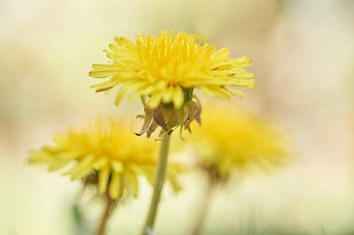 Close-up van Paardenbloemen