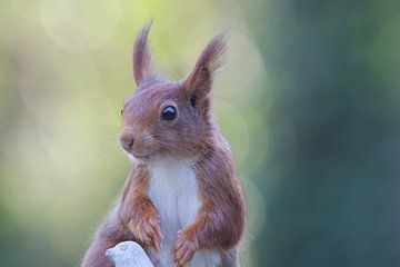 Eichhörnchen von Sandy Kruf