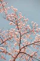 Spring cherry blossom | Pink Japanese Sakura blossom | Nature photography