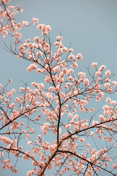 Spring cherry blossom | Pink Japanese Sakura blossom | Nature photography by HelloHappylife