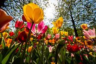 Tulpen aus Holland von Brian Morgan Miniaturansicht