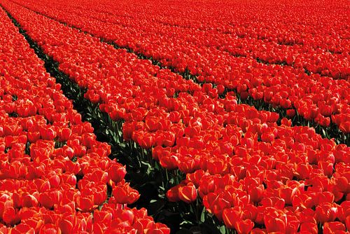 Nederlandse rode tulpenveld van Jenine Blanchemanche