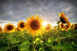Sonnenblumen