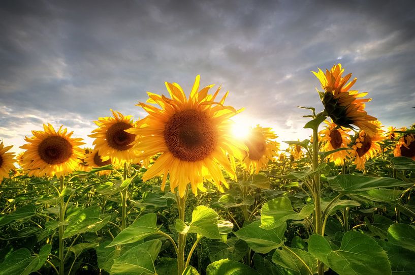 Sunflowers at Sun by Steffen Gierok