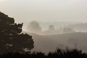 naaldboom in de mist van Tania Perneel