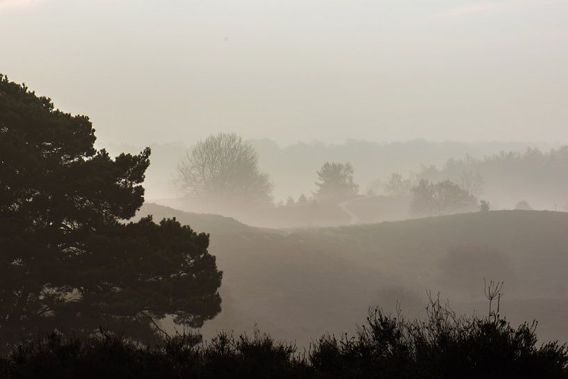 coniferous tree in the fog by Tania Perneel