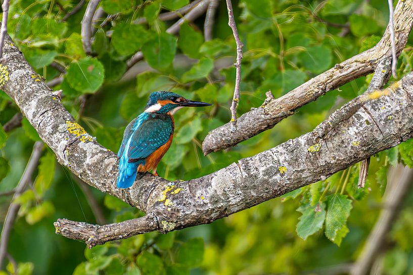 Eisvogel auf einem Ast über dem Wasser. von Brian Morgan
