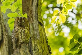 Waldkauz von Stijn Smits