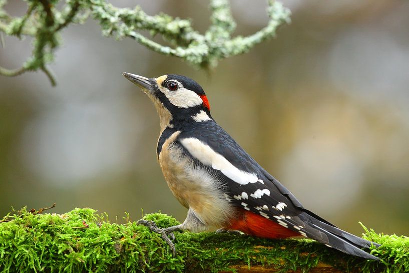 Spotted woodpecker on a branch. by Alex Roetemeijer