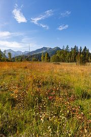 Moor im Herbst, Moorweiher bei Oberstdorf, dahinter das Fellhorn, 2037m, Allgäu von Walter G. Allgöwer