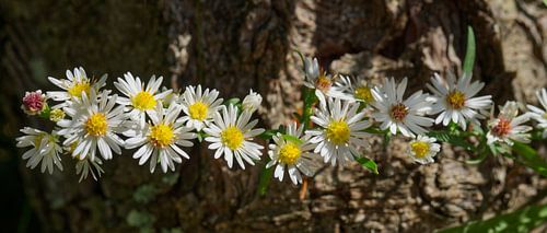 Madeliefje Fleabane Over Boomschors