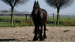 In de paardenbak
