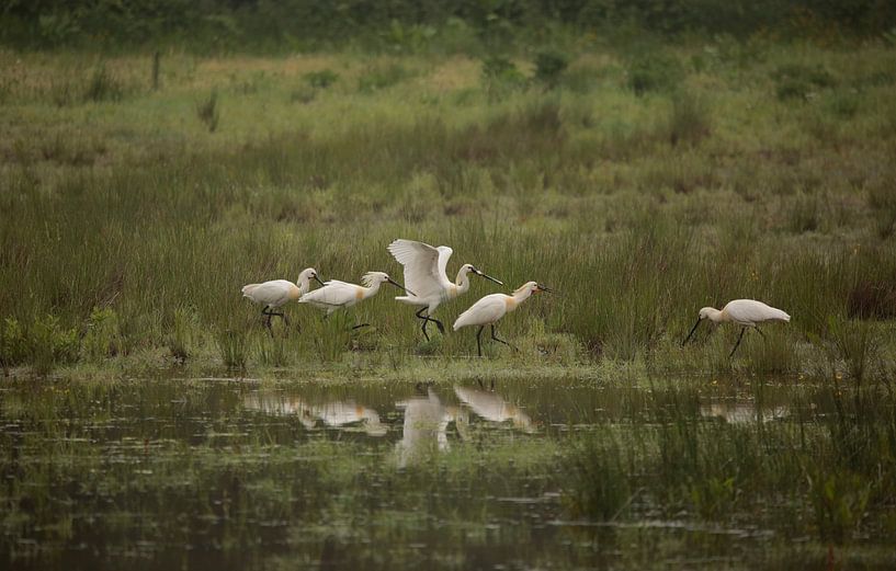 Spooner by Frank Smedts