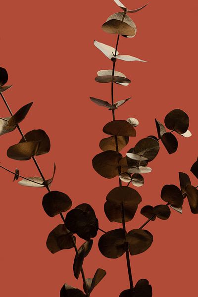 Eucalyptus or rouille 01 par Pictufy Studio III
