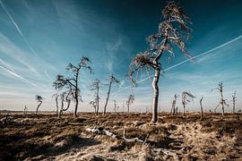 Hautes Fagnes en couleur - 4