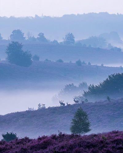Chevreuil sur la Posbank