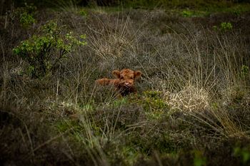 Schotse hooglander baby
