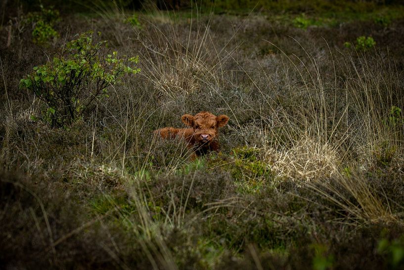 Schottisches Highlander-Baby von Sanne Voortman