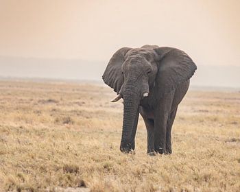 Großer Elefant in der Savanne in Pastellfarben | Afrika Wildlife