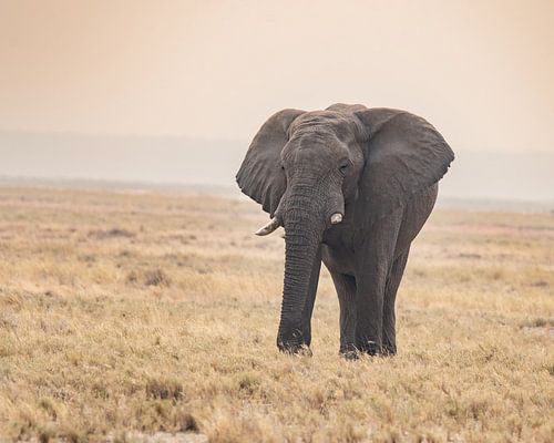 Grote olifant op savanne in pastelkleuren | Afrika Wildlife