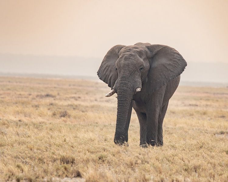 Grote olifant op savanne in pastelkleuren | Afrika Wildlife van Monique Tekstra-van Lochem