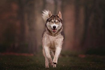 Rennende husky