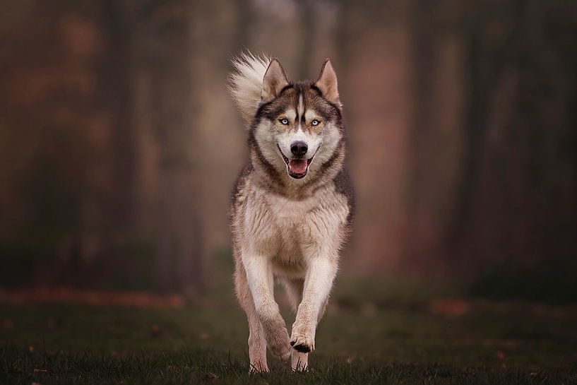 Rennende husky van Petra Lakerveld