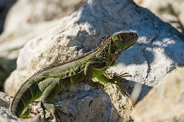 USA, Floride, lézard vert géant, Iguane assis au soleil sur un rocher sur adventure-photos