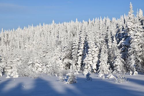 Een ijzig bos onder een blauwe winterhemel