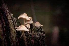 Gnom-Hüte von Danique Habets