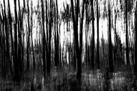 dark forest