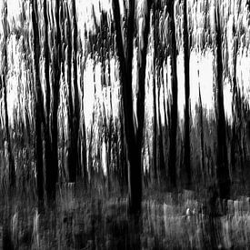 dunkler Wald von Peter van der Mast